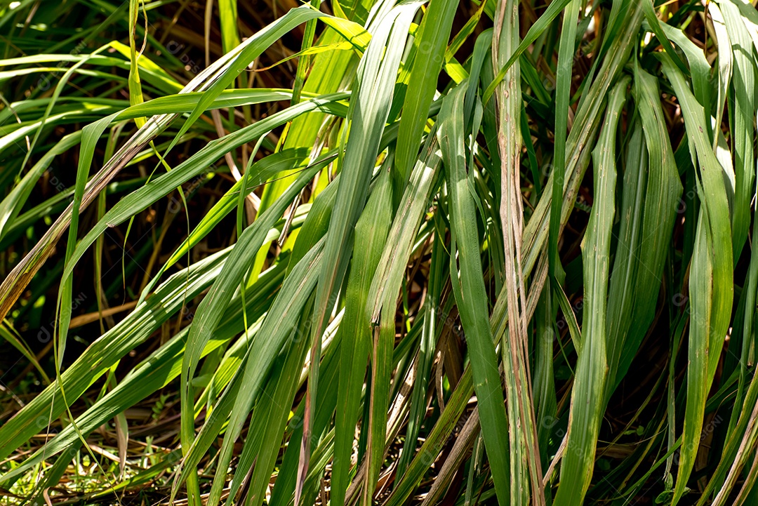 Capim citronela Cymbopogon winterianus e Cymbopogon na