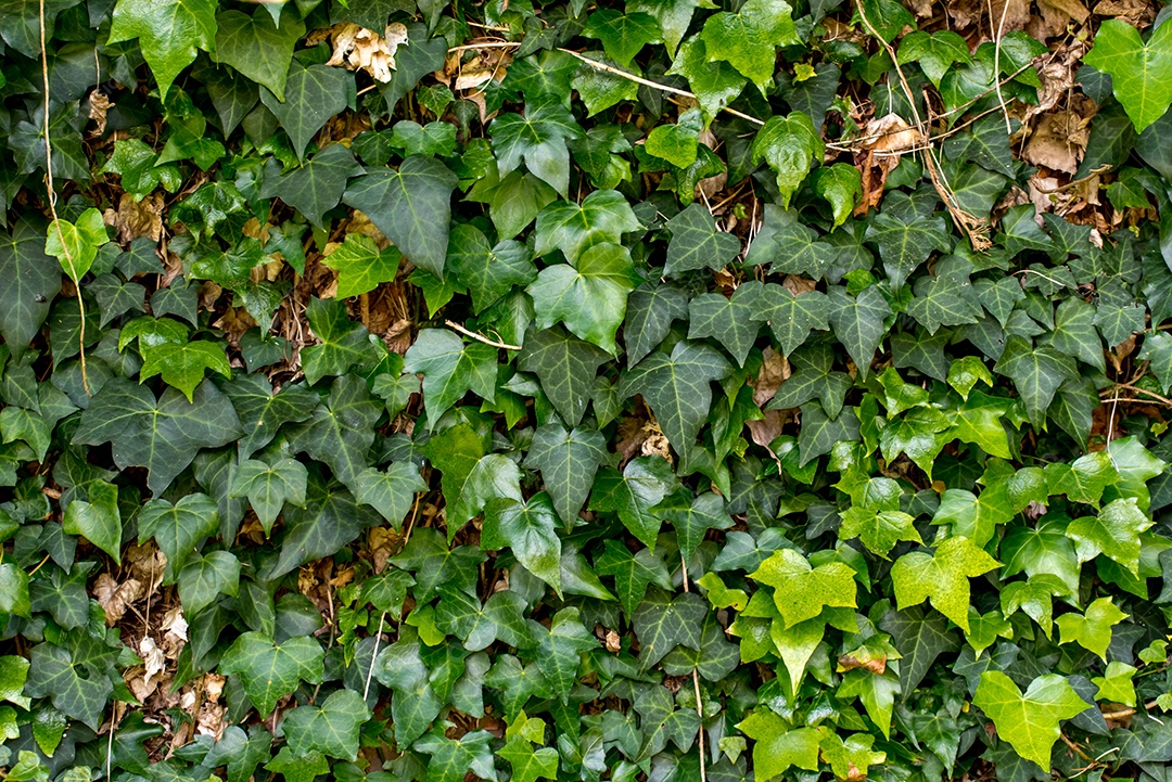 Fundo de textura de plantas de hera Hedera helix