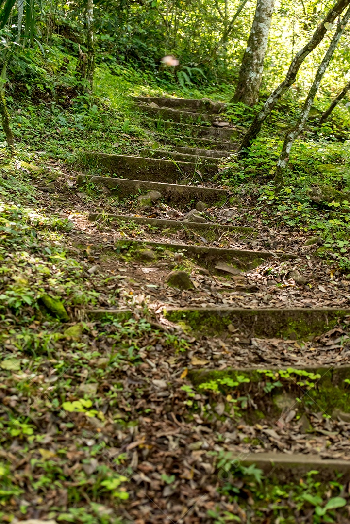 Caminho e escada no meio da floresta.