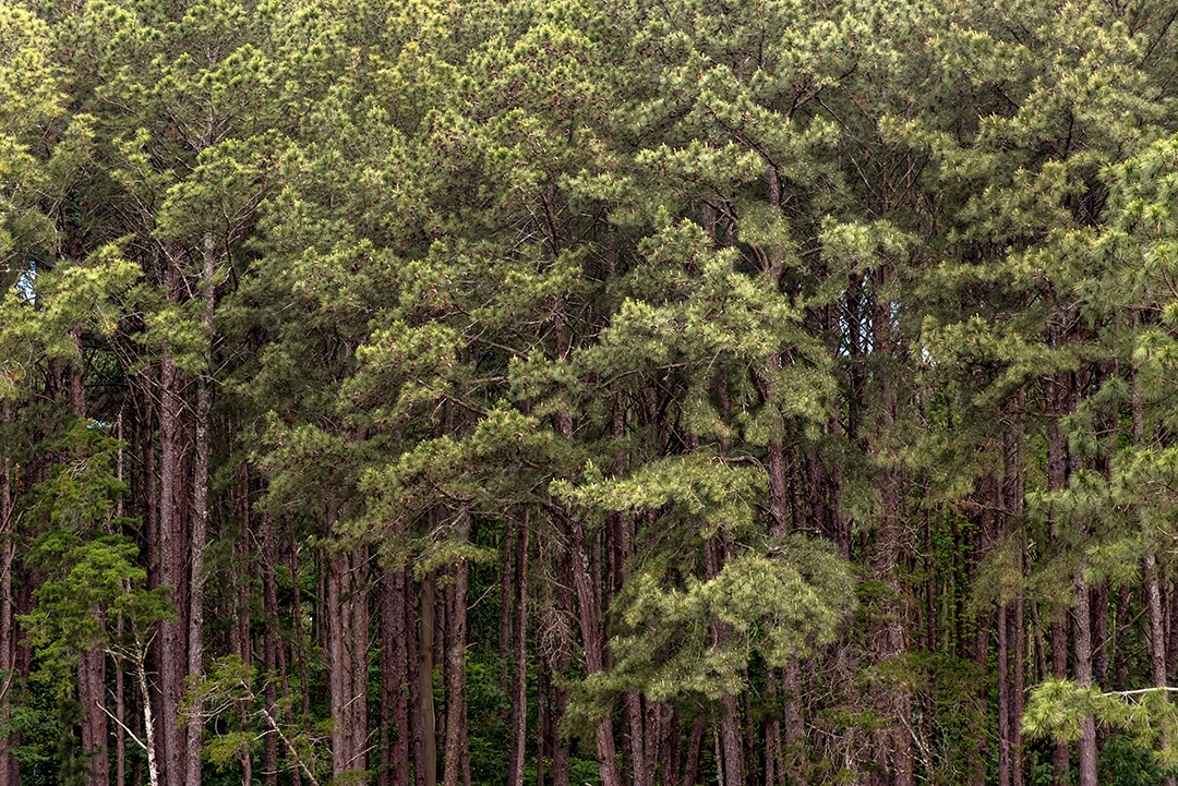 Textura de floresta de pinheiros, muitos pinheiros.