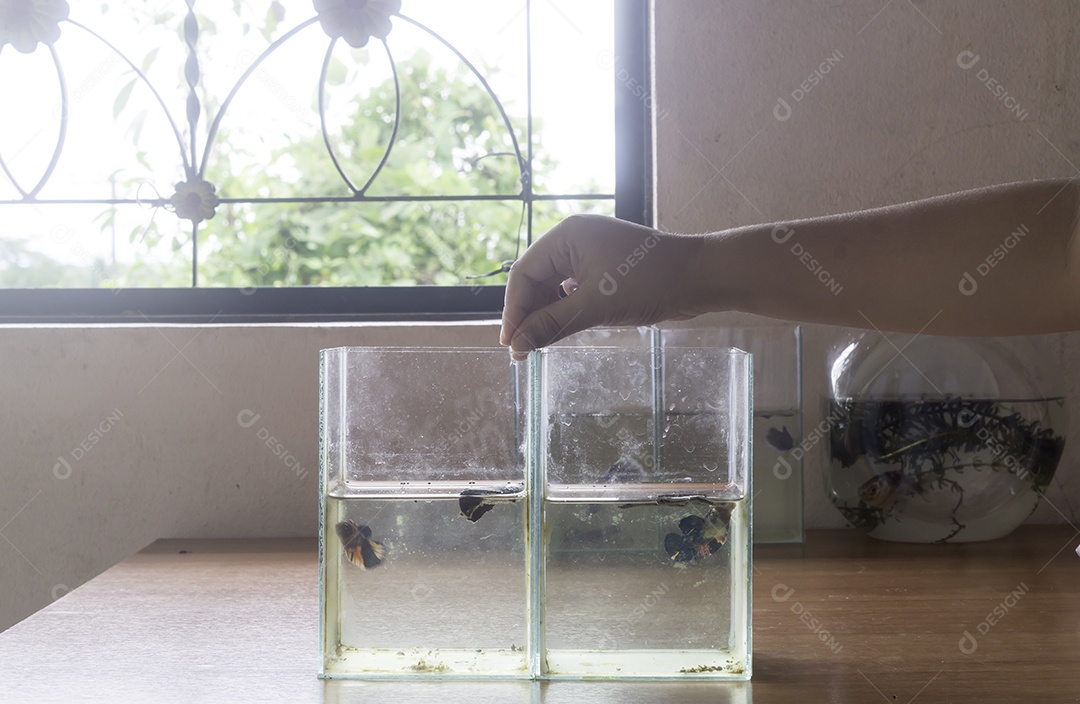 Mão da criança alimentando pequenos peixes em um pequeno tanque de vidro