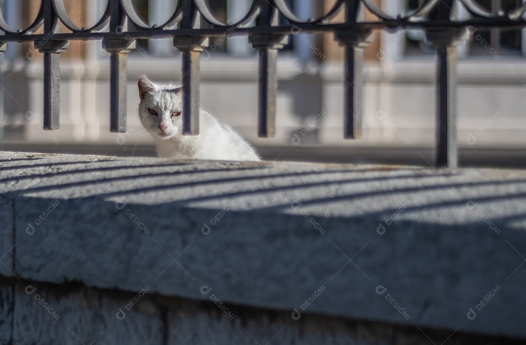 Gato de rua branco bonito olhando através da grade nas ruas de Málaga.