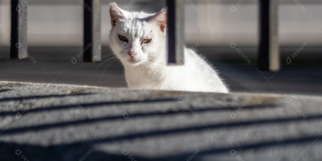 Gato de rua branco bonito olhando através da grade nas ruas de Málaga.