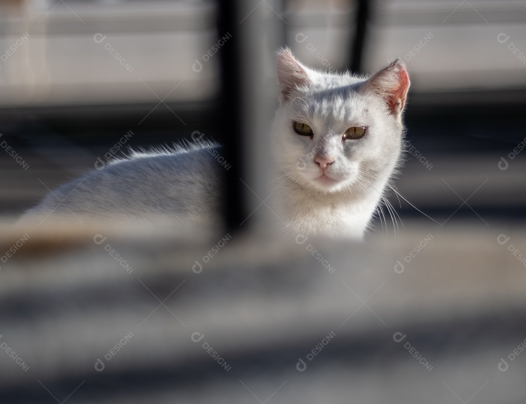 Gato de rua branco bonito olhando através da grade nas ruas de Málaga.