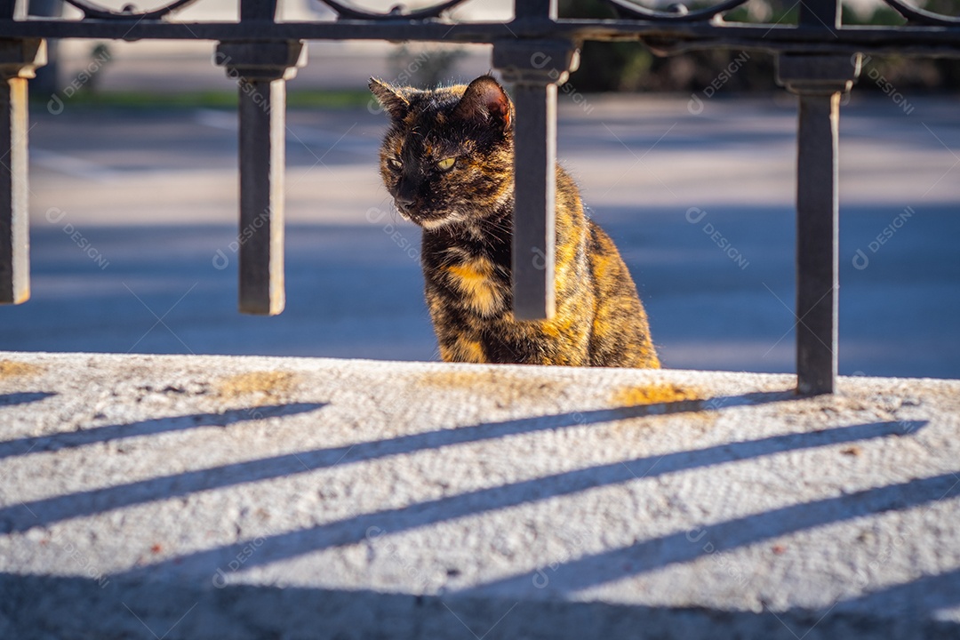 Gato de rua marrom bonito olhando através da grade nas ruas de Málaga.