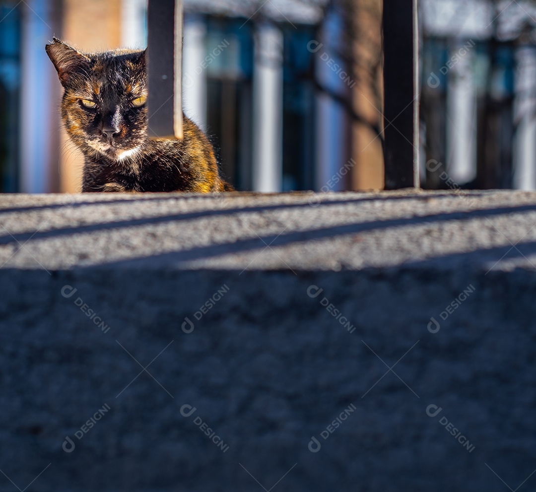 Gato de rua marrom bonito olhando através da grade nas ruas de Málaga.