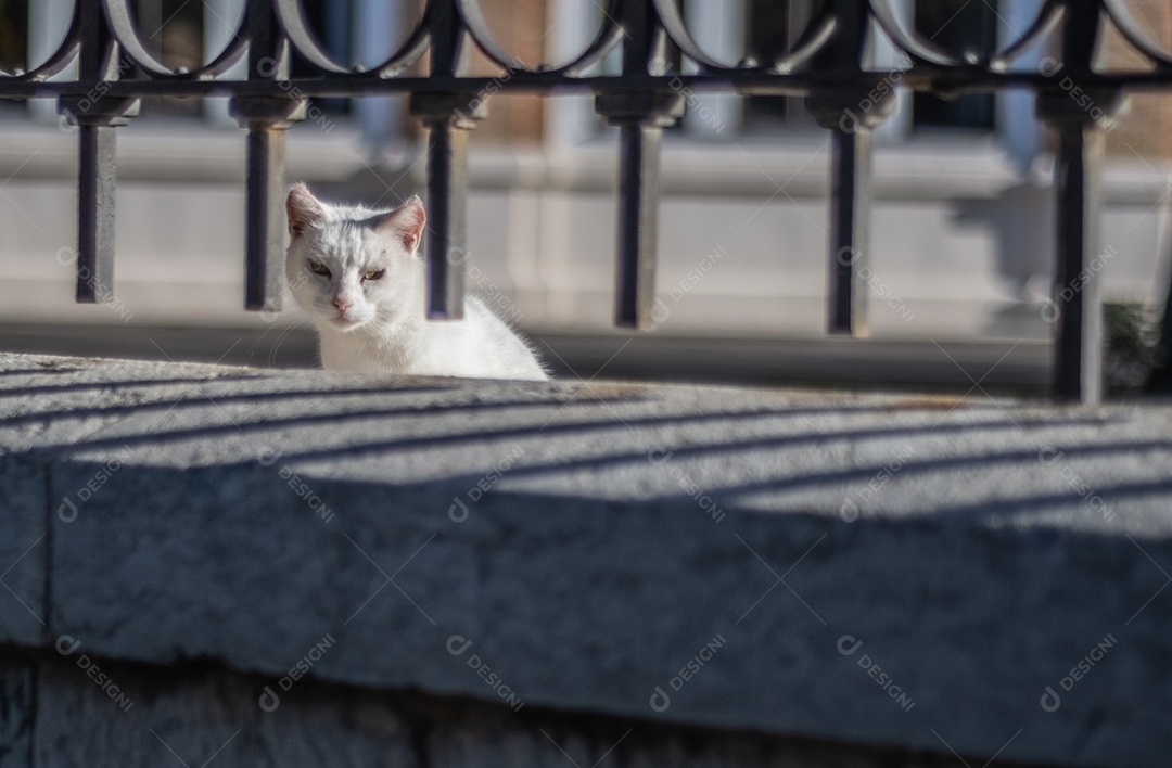 Gato de rua branco bonito olhando através da grade nas ruas de Málaga.