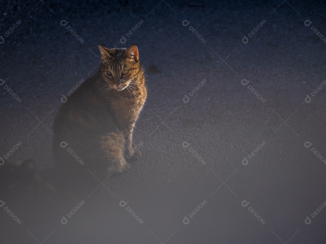 Gato de rua marrom bonito olhando através da grade nas ruas de Málaga.