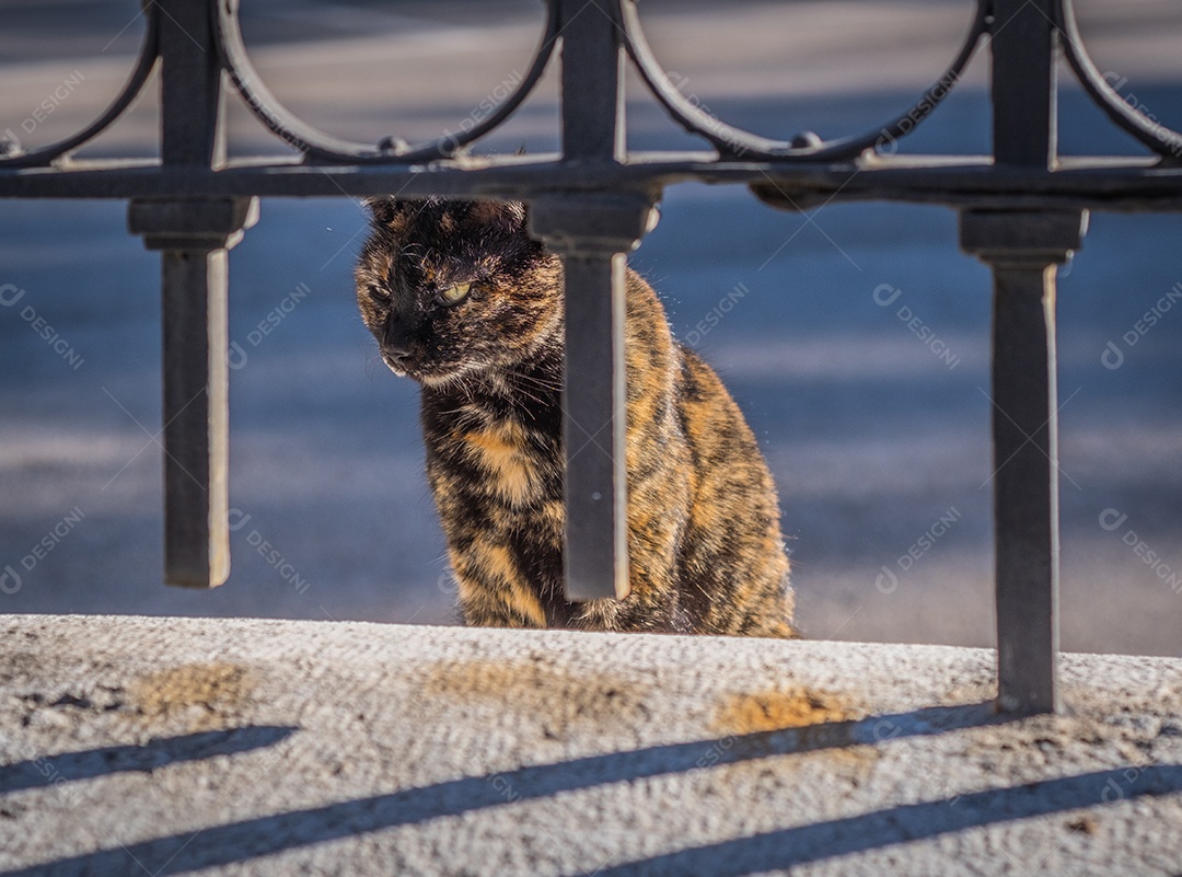 Gato de rua branco bonito olhando através da grade nas ruas de Málaga.