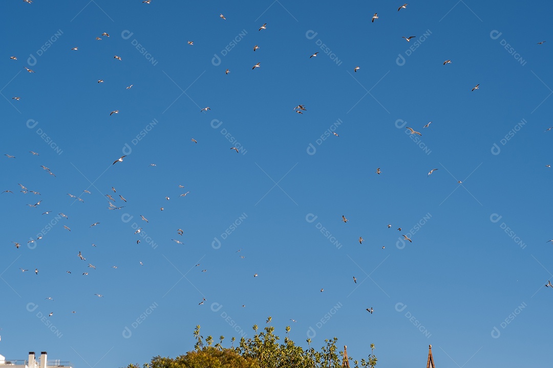 Enorme bando de gaivotas contra um céu azul sobre Málaga