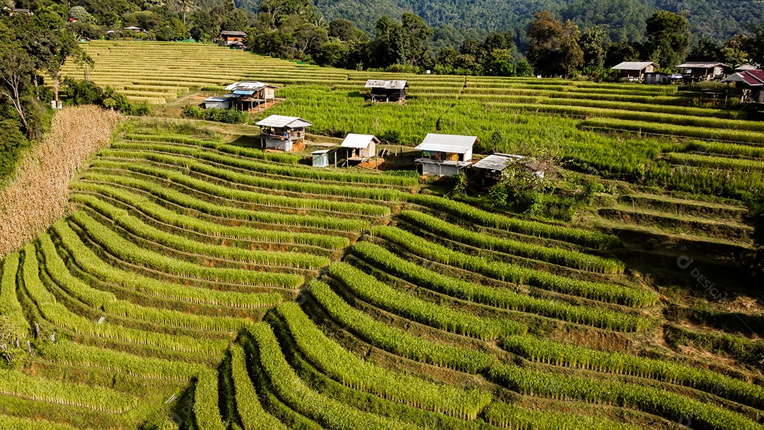 Vista aérea do terraço de arroz Tailândia