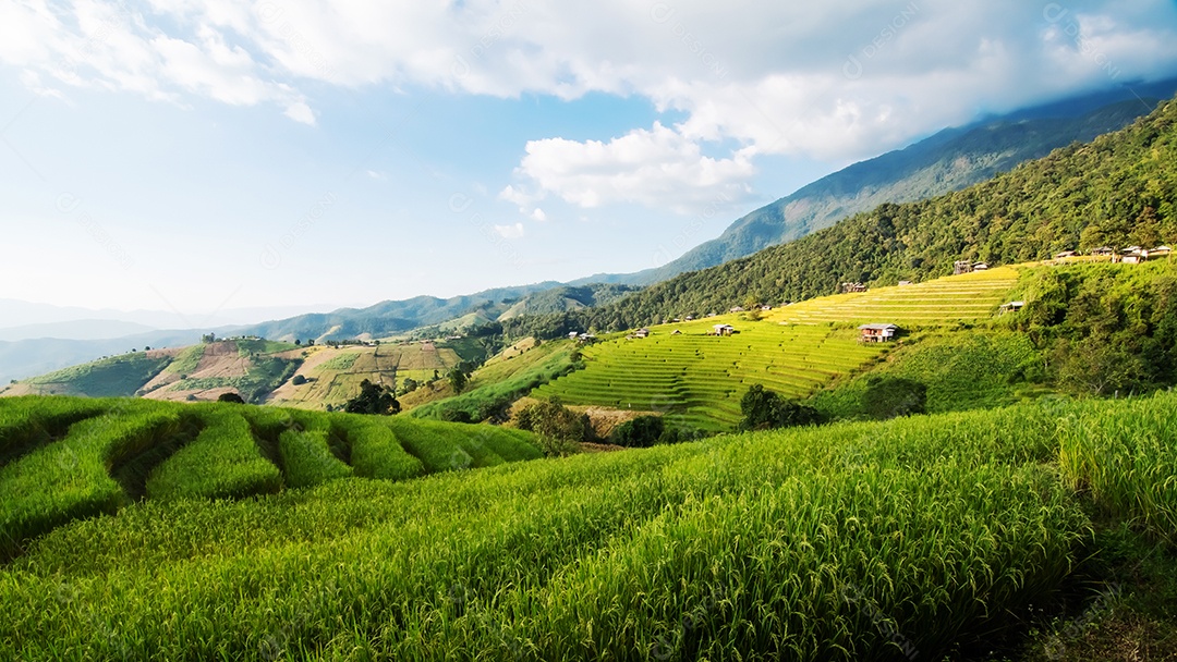 Vista aérea do terraço de arroz Tailândia