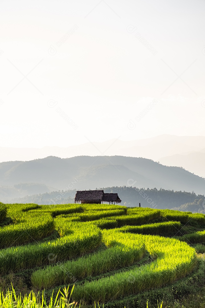 Vista aérea do terraço de arroz Tailândia