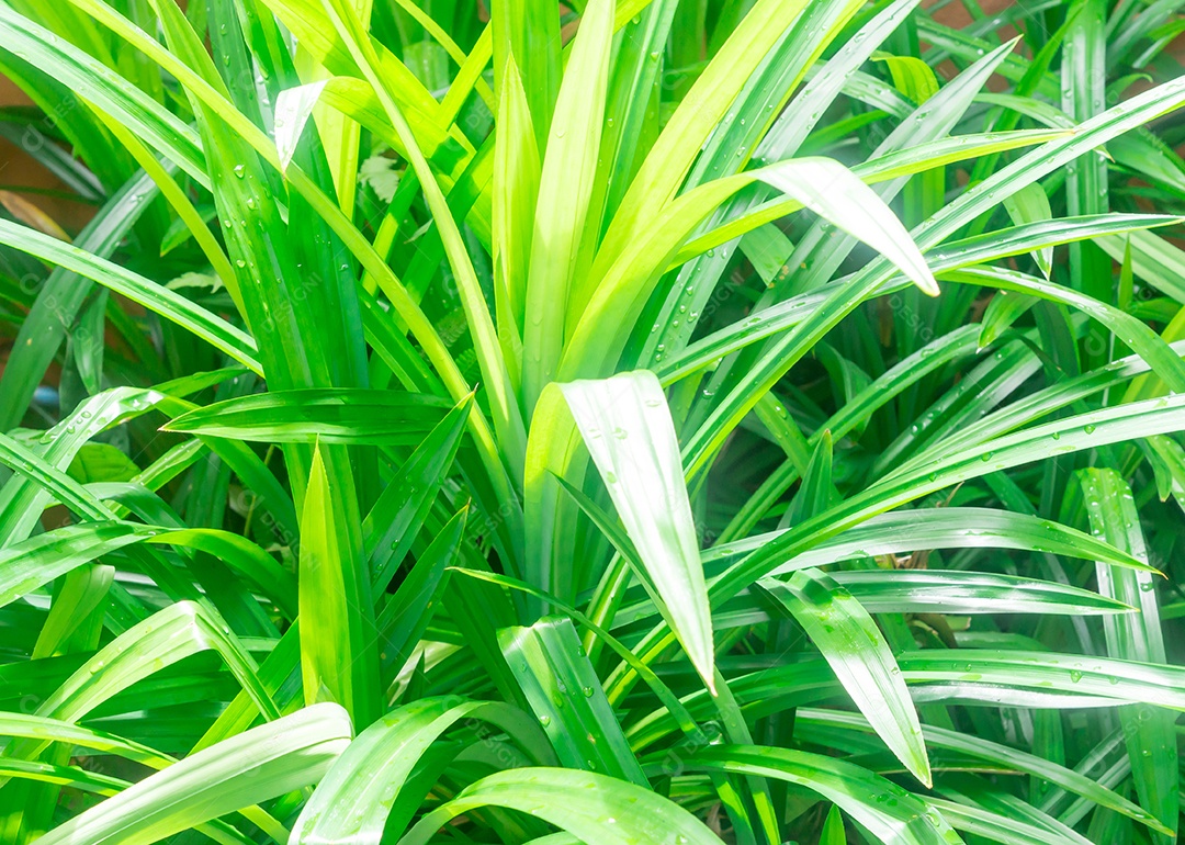 Fundo de folha de pandanus perfumado verde fresco, comida tailandesa, sobremesa