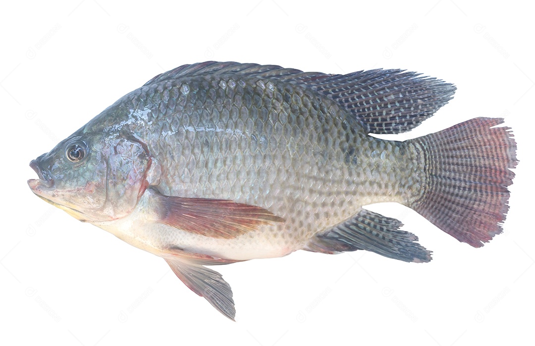 Tilapia do Nilo ou Pla nin em tailandês, peixe de água doce isolado