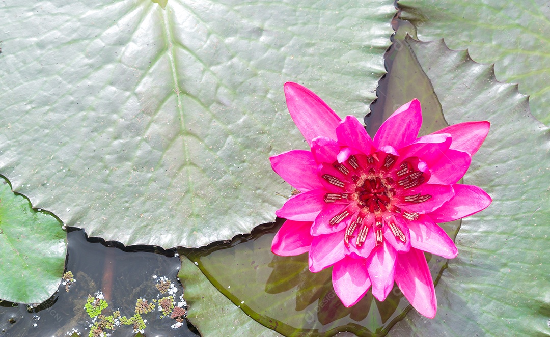 Lindo nenúfar rosa ou lótus com folhas verdes