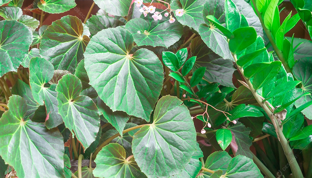 Lindas folhas verdes grandes e pequenas flores rosa usadas para natur