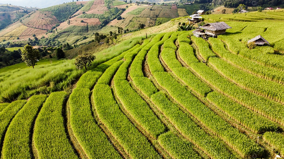 Vista aérea do terraço de arroz Tailândia