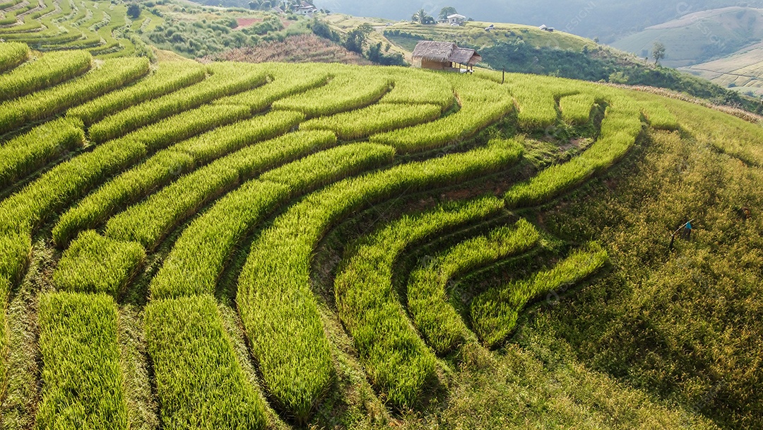 Vista aérea do terraço de arroz Tailândia