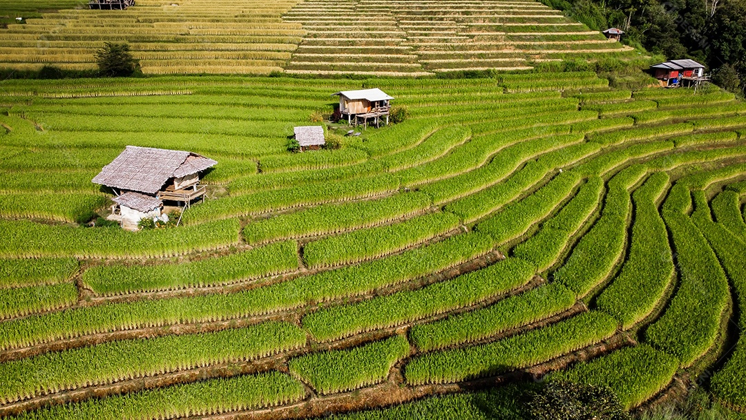 Vista aérea do terraço de arroz Tailândia