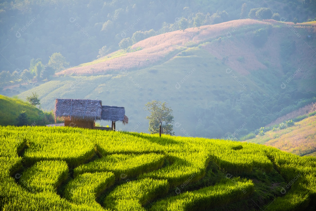 Vista aérea do terraço de arroz Tailândia