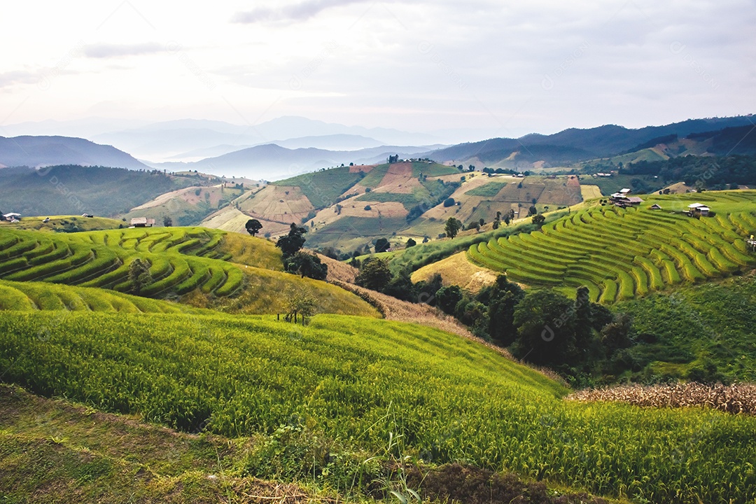 Vista aérea do terraço de arroz Tailândia