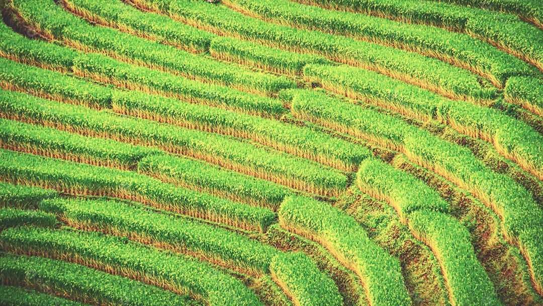 Vista aérea do terraço de arroz Tailândia