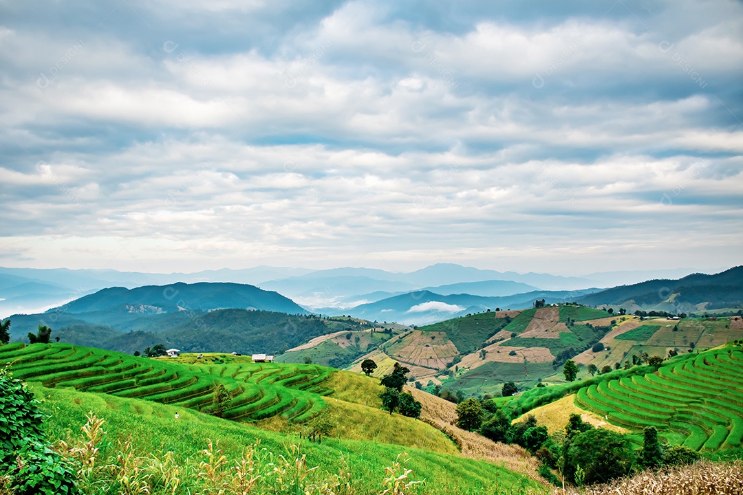 Vista aérea do terraço de arroz Tailândia