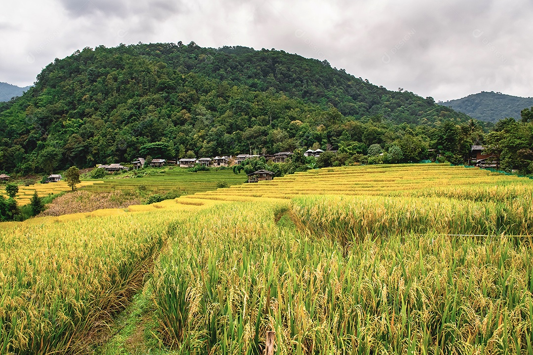 Vista aérea do terraço de arroz Tailândia