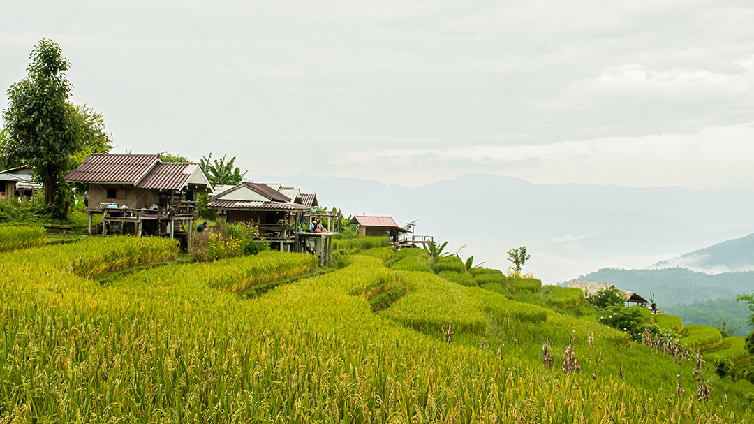 Vista aérea do terraço de arroz Tailândia