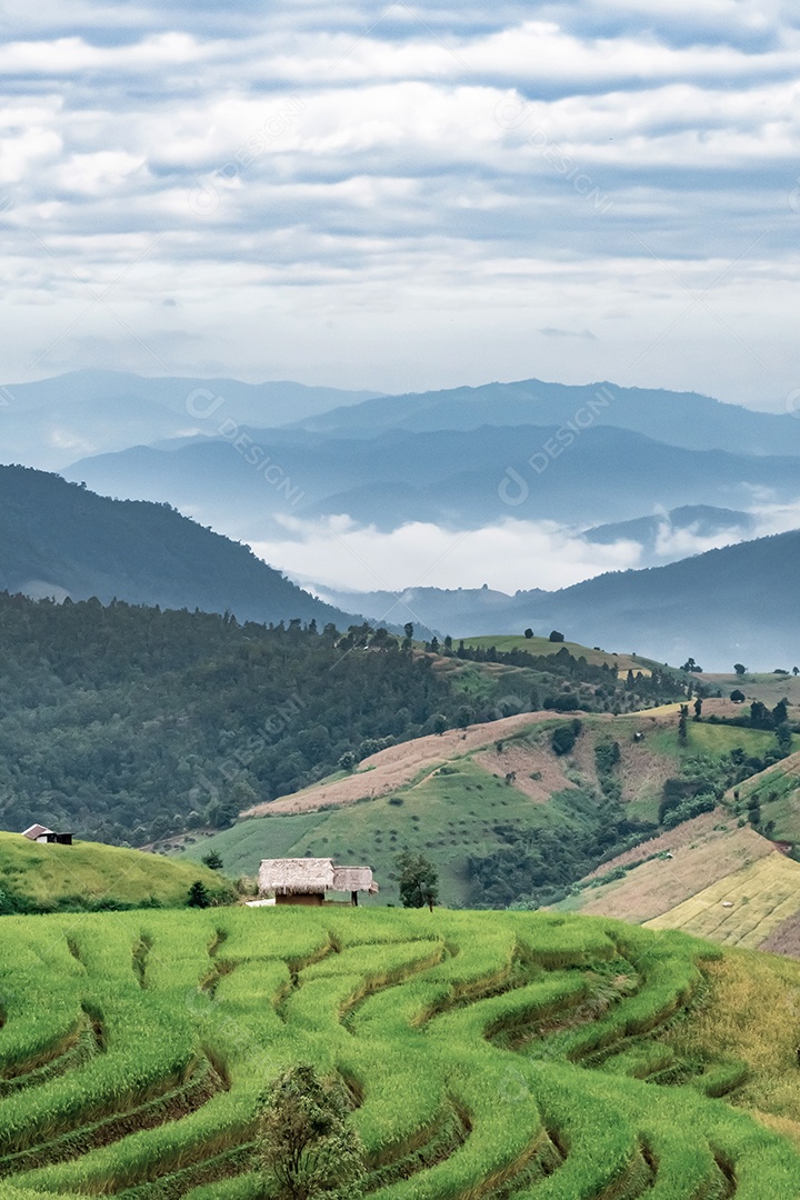 Vista aérea do terraço de arroz Tailândia