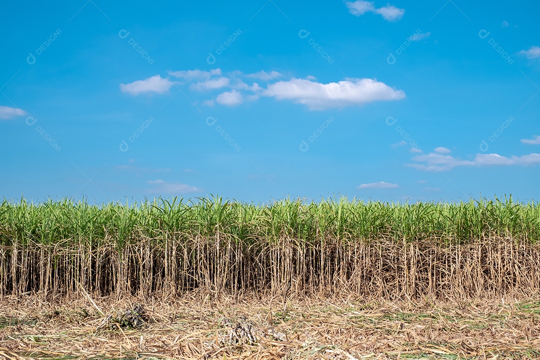 Cana-de-açúcar, colheita de cana-de-açúcar em campos de cana-de-açúcar no inverno