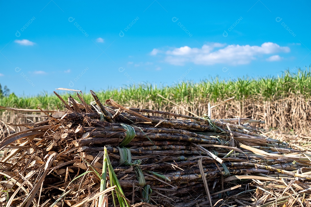 Cana-de-açúcar, colheita de cana-de-açúcar em campos de cana-de-açúcar no inverno