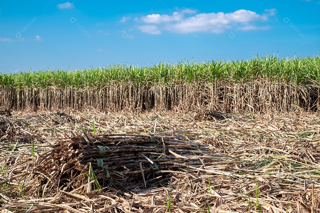 Cana-de-açúcar, colheita de cana-de-açúcar em campos de cana-de-açúcar no inverno