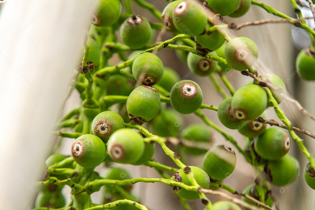 Frutos de uma palmeira ao ar livre no Rio de Janeiro.