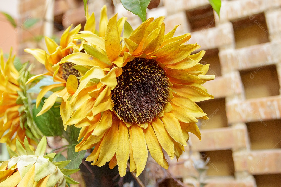 Girassol amarelo em um jardim no Rio de Janeiro.