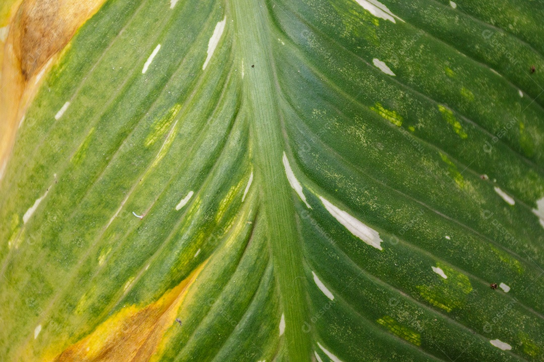 Plantar comigo ninguém pode num jardim no Rio de Janeiro.