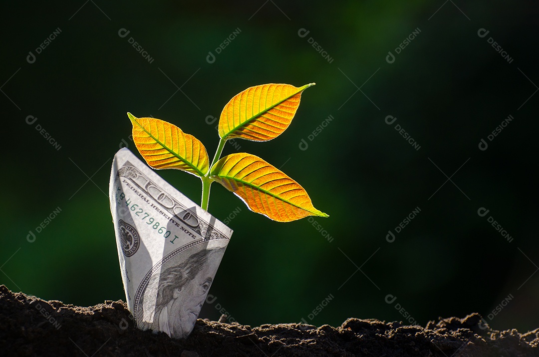 Árvore de notas Imagem de nota de banco com planta crescendo no topo para negócios fundo verde natural economia de dinheiro e investimento conceito financeiro