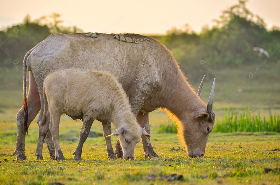 Rebanho de búfalos do prado dourado claro Buffalo