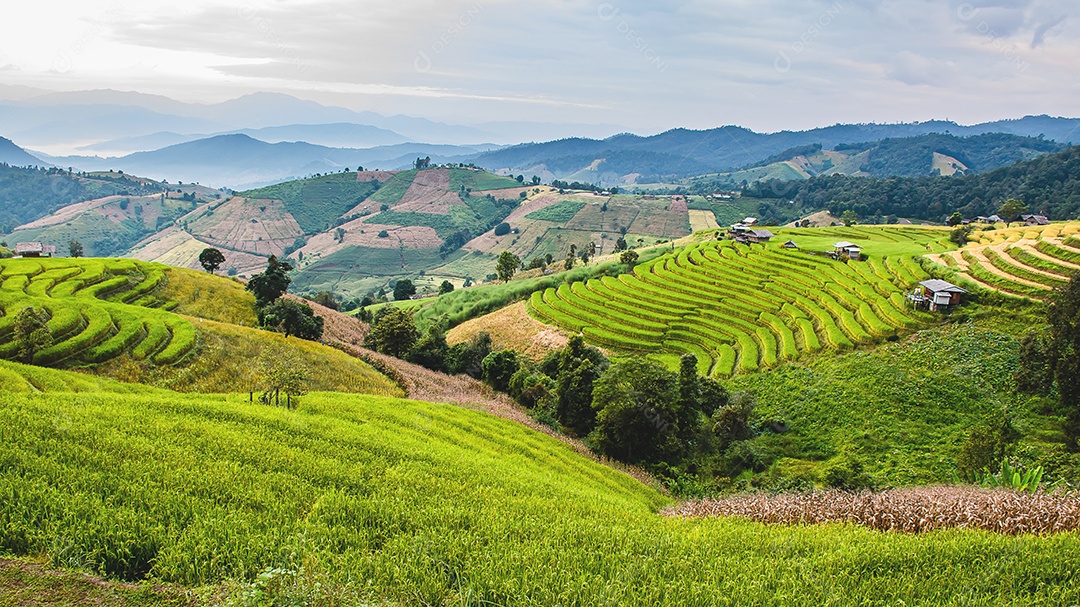 Vista aérea do terraço de arroz Tailândia