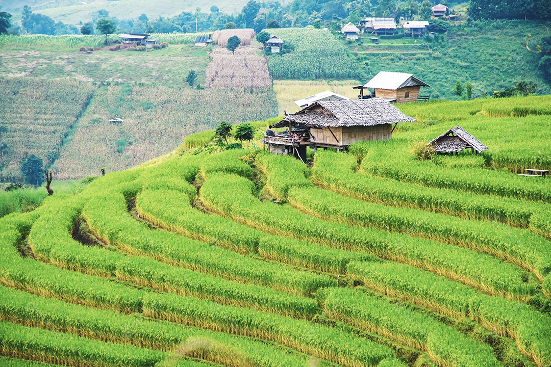 Vista aérea do terraço de arroz Tailândia