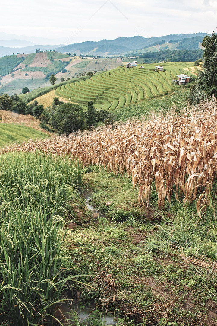 Vista aérea do terraço de arroz Tailândia