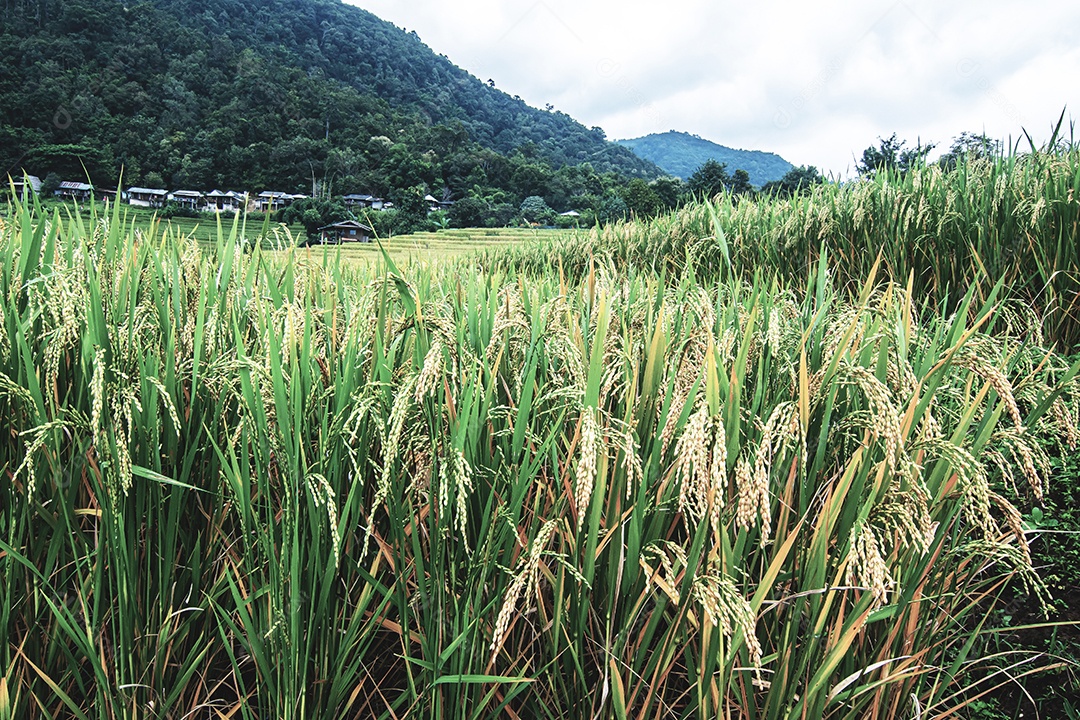 Vista aérea do terraço de arroz Tailândia