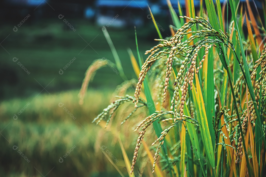 Sementes de arroz na espiga de arroz