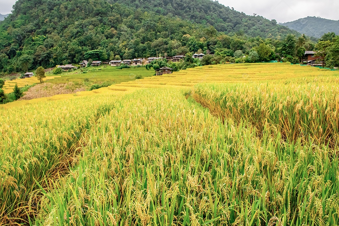 Vista aérea do terraço de arroz Tailândia