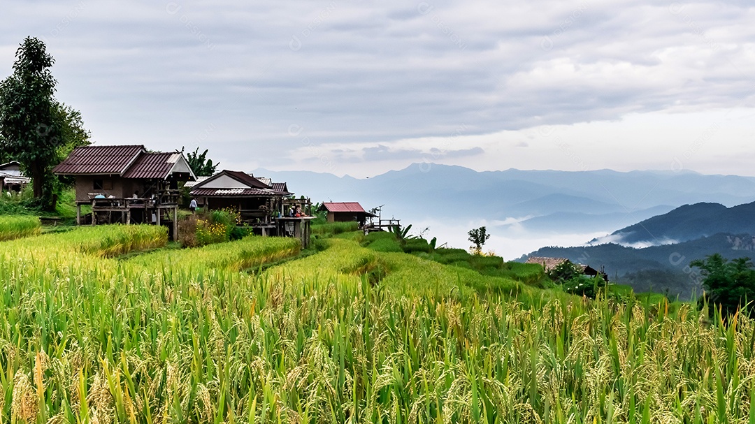Vista aérea do terraço de arroz Tailândia