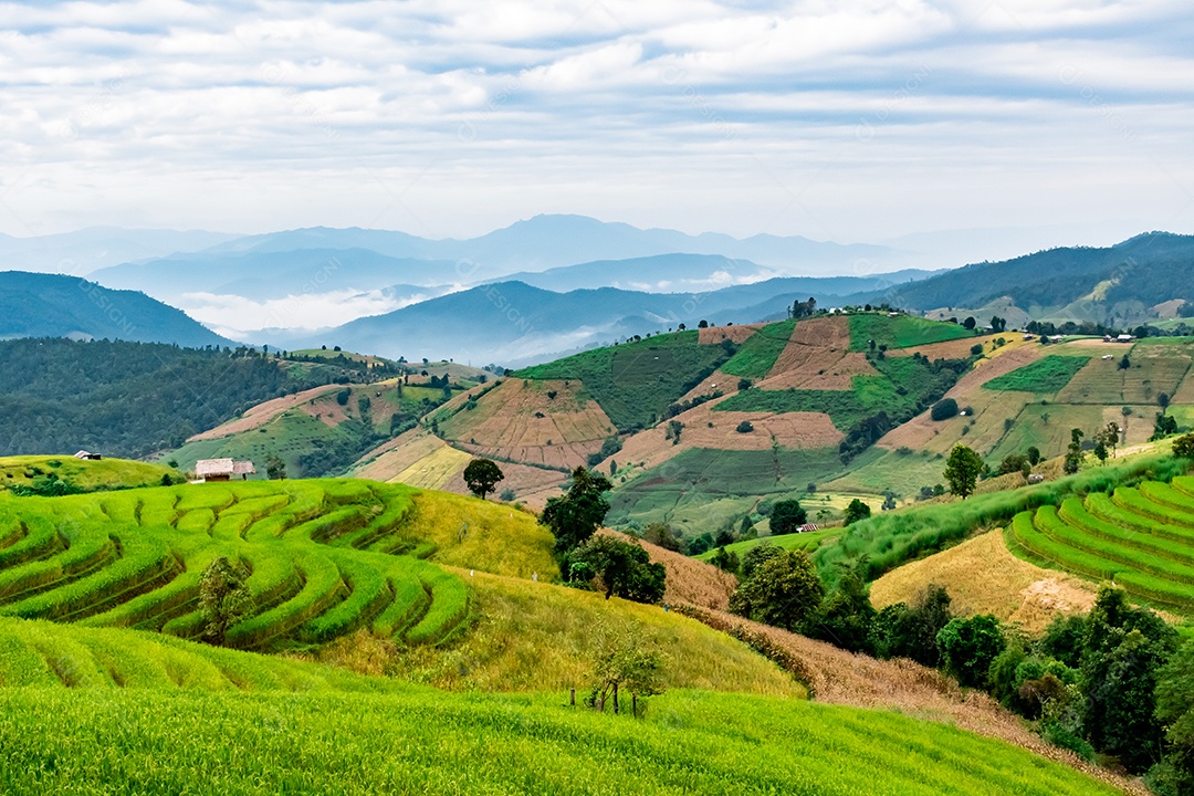 Vista aérea do terraço de arroz Tailândia