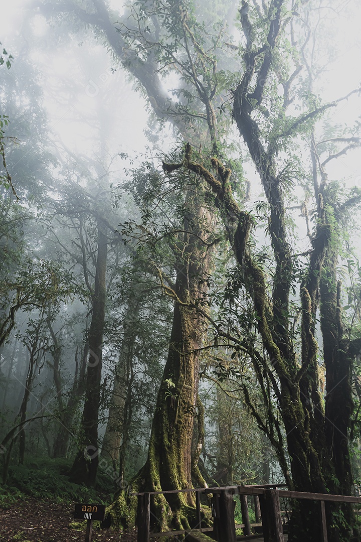 Bela floresta tropical na trilha natural no parque nacional doi inthanon, Tailândia
