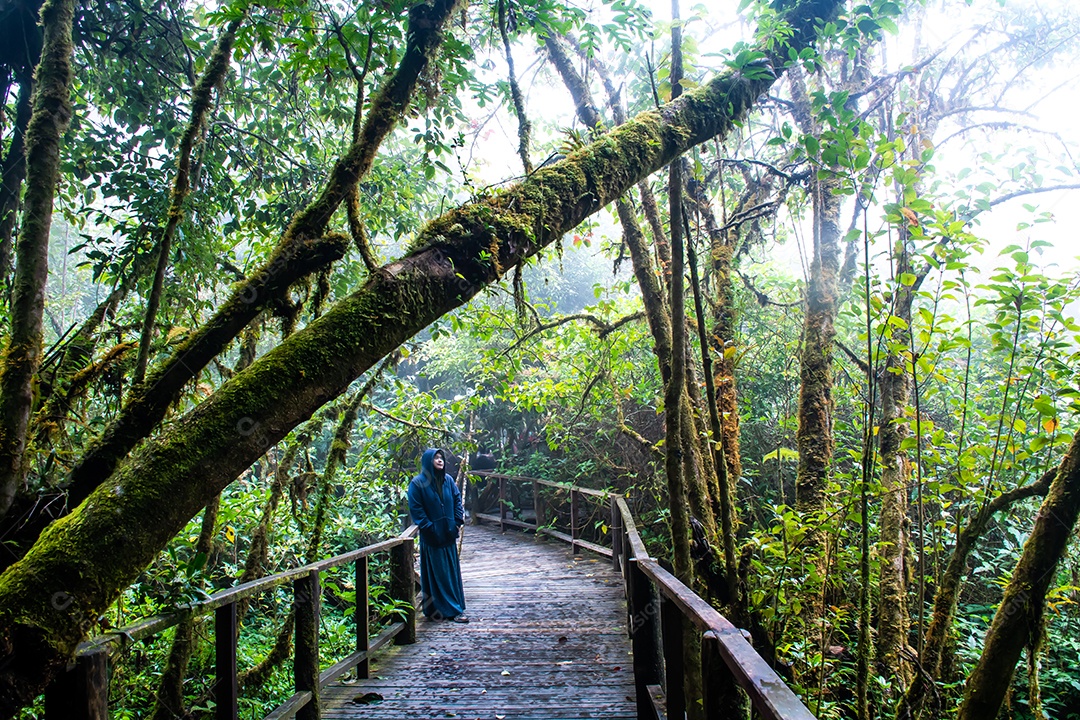 Bela floresta tropical na trilha natural no parque nacional doi inthanon, Tailândia