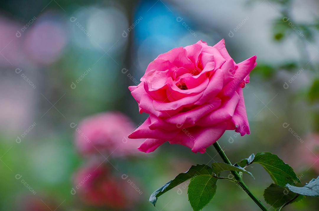 Fundo de bokeh com luz de rosas vermelhas para o Dia dos Namorados